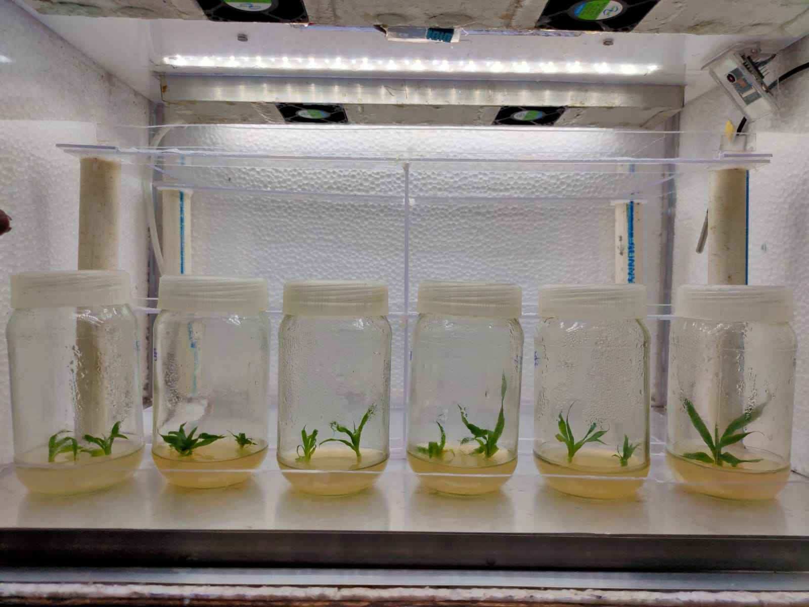 Tissue culture box Horizontal Model